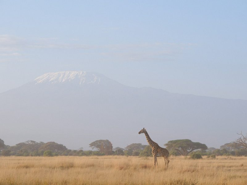 A giraffe standing in a field with a mountain in the background