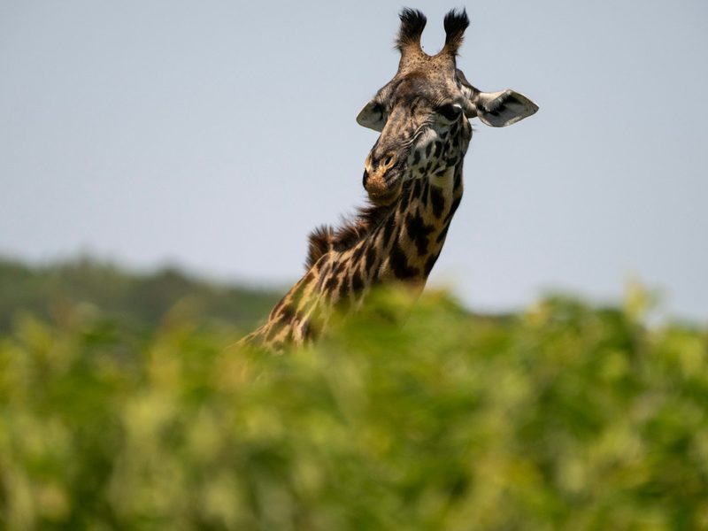 A giraffe standing on top of a lush green field