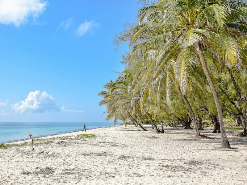 A beach with palm trees and a blue sky