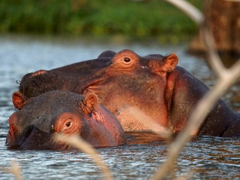 Two hippos are swimming in a body of water