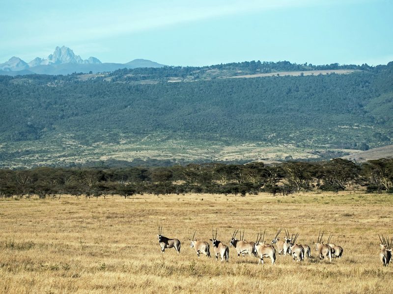 Group of gazelles at the field during day