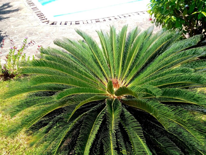 Palm beside a swimming pool