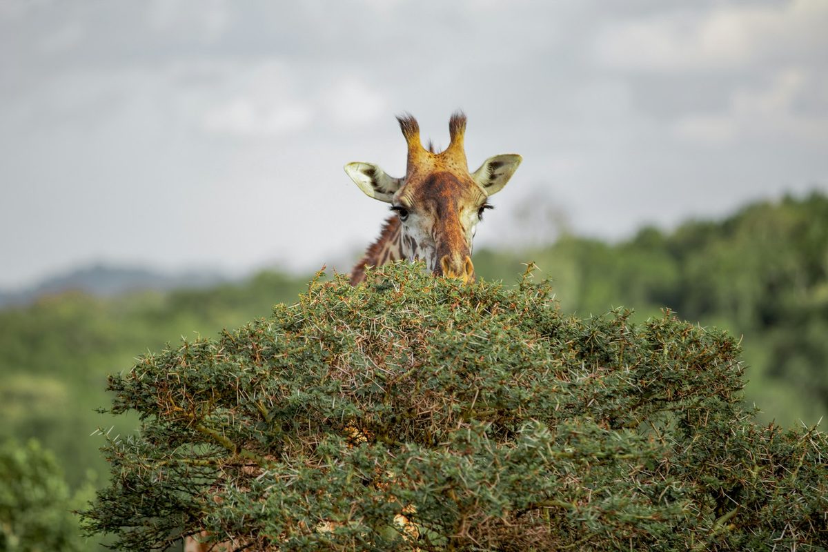 A giraffe standing on top of a lush green field